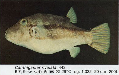 Canthigaster rivulata